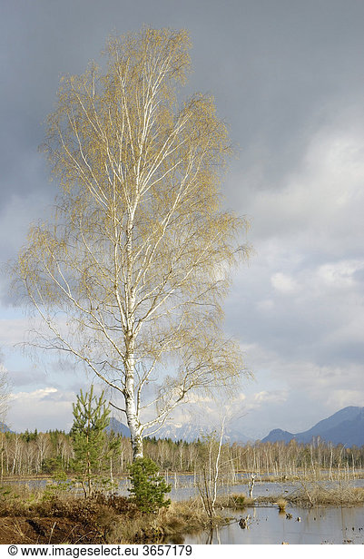 Blühende Birken (betula pubescens) in Moorlandschaft Nicklheim Bayern Deutschland Europa