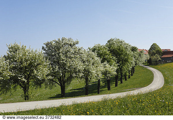 Blühende Birnbäume  Mostviertel bei Biberbach  Moststraße  Niederösterreich  Österreich  Europa