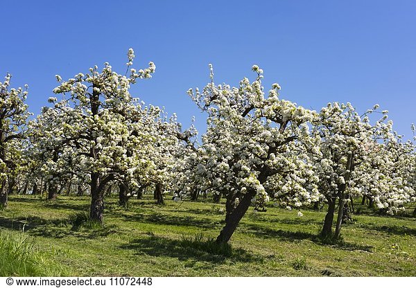 Blühende Birnbäume Obstplantage Selmnau bei Wasserburg am Bodensee Allgäu Schwaben Bayern Deutschland Europa