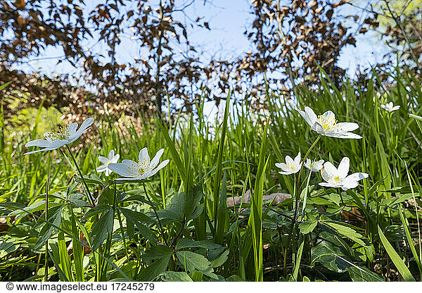 Blühende Buschwindröschen im Frühling