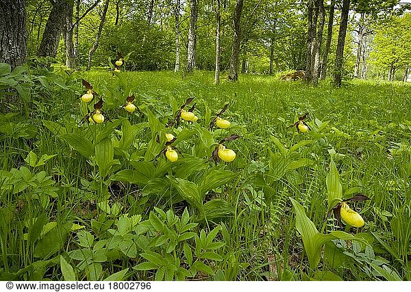 Blühende Gelbe (Cypripedium calceolus) Frauenschuhorchidee  am Standort  Laelatu-Waldwiese  Puhtu-Laelatu-Reservat  Estland  Frühling  Europa