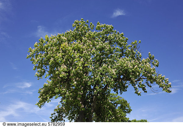 Blühende Gewöhnliche Rosskastanie (Aesculus hippocastanum) gegen blauen Himmel Dennenlohe Mittelfranken Bayern Deutschland Europa