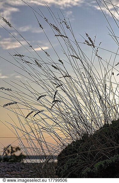 Blühende Gräser am Meer  Abendhimmel  Ostküste  Insel Gotland  Schweden  Europa