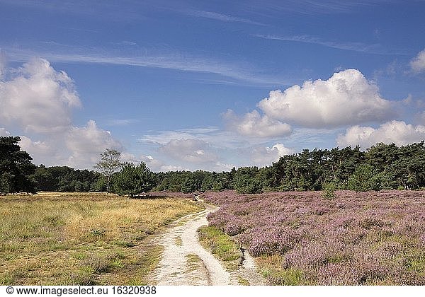 Blühende Heidelandschaft im Naturschutzgebiet Wolfheze in der Nähe des niederländischen Dorfes Renkum.