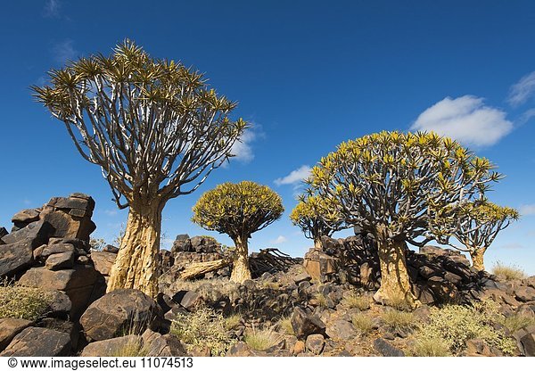 Blühende Köcherbäume (Aloe dichotoma),  Köcherbaum-Wald,  Keetmanshoop,  Karas,  Namibia,  Afrika