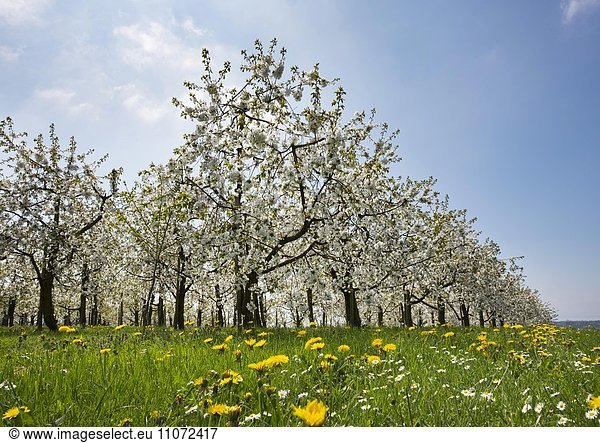 Blühende Kirschbäume,  Obstplantage,  Kressbronn am Bodensee,  Bodenseekreis,  Schwaben,  Baden-Württemberg,  Deutschland,  Europa