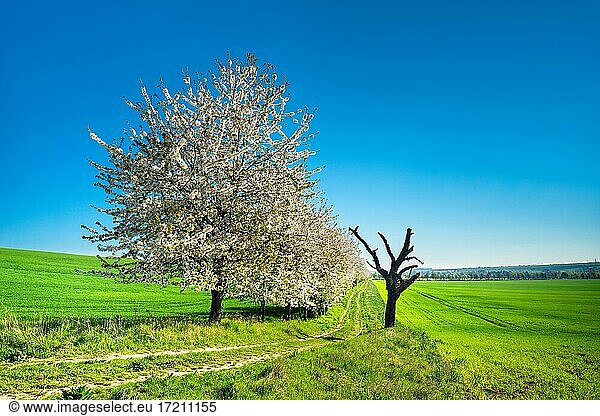 Blühende Kirschbäume am Feldweg durch grüne Felder unter blauem Himmel im Frühling  bei Eckartsberga  Sachsen-Anhalt  Deutschland  Europa
