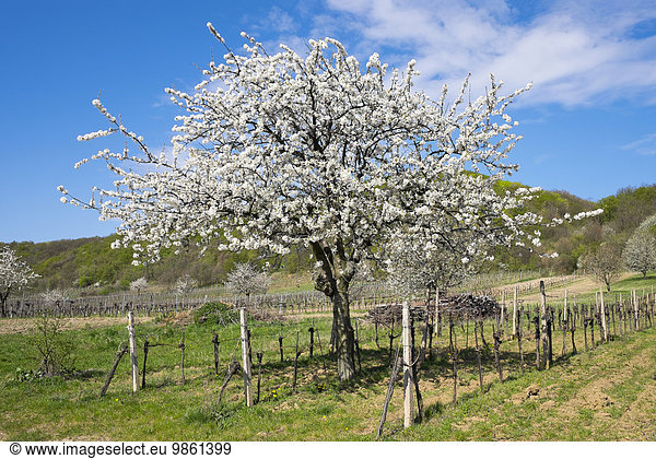 Blühende Kirschbäume in Weinbergen  Donnerskirchen  Leithagebirge  Nordburgenland  Burgenland  Österreich  Europa