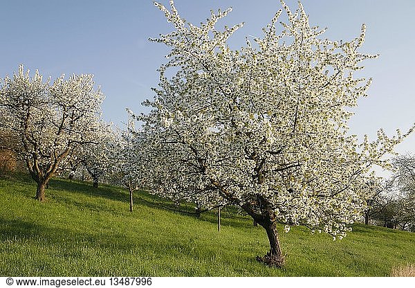Blühende Kirschbäume (Prunus) auf einer Streuobstwiese  Schwäbische Alb  Deutschland  Europa