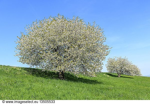 Blühende Kirschbäume (Prunus) auf Streuobstwiese  Schwäbische Alb  Baden-WÃ¼rttemberg  Deutschland  Europa