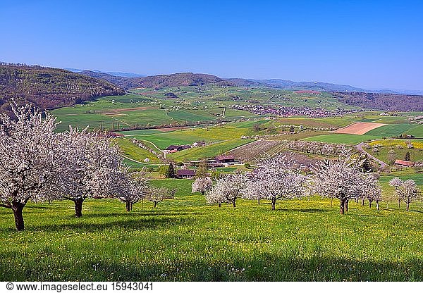 Blühende Kirschbäume (Prunus)  Magden  Kanton Aargau  Schweiz  Europa