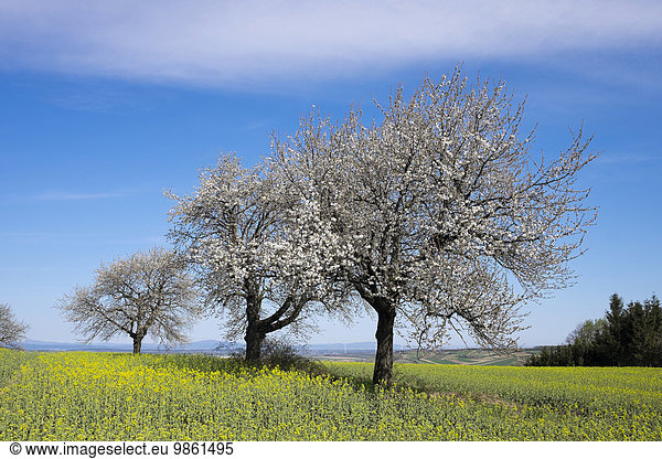 Blühende Kirschbäume Rohrbach bei Mattersburg Nordburgenland Burgenland Österreich Europa