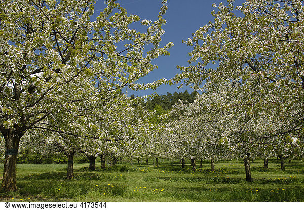 Blühende Kirschbäume  Weißenohe  Mittelfranken  Bayern  Deutschland  Europa