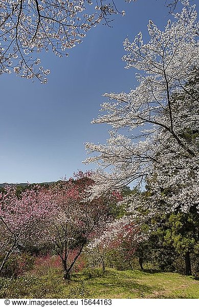 Blühende Kirschblüten im Frühling Japanische Kirschblüte Kiso-Tal Nagano Japan Asien