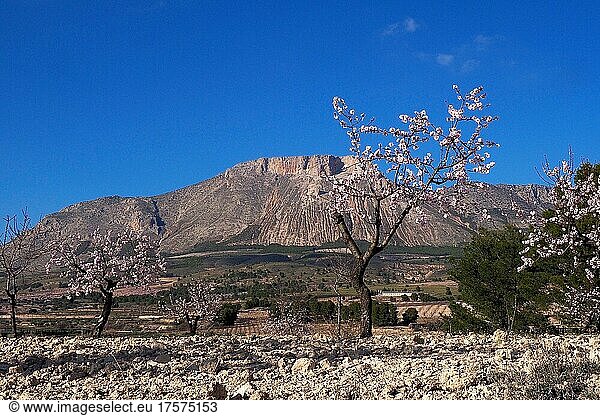 Blühende Mandelbäume  dahinter Berg La Muela bei Vélez Rubio  Andalusien  Spanien  Europa