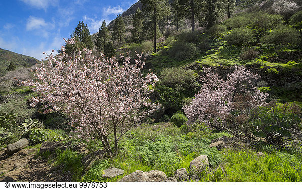 Blühende Mandelbäume (Prunus dulcis)  Barranco de Guayadeque  Schlucht nahe Agüimes  Gran Canaria  Kanaren  Spanien  Europa