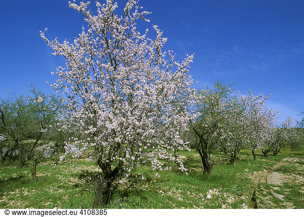Blühende Mandelbäume (Prunus dulcis) bei Luque  Provinz Cordoba  Andalusien  Spanien