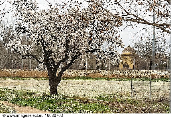 Blühende Mandelbäume und Ermita de San Blas  Almansa  Provinz Albacete  Kastilien-La Mancha  Spanien