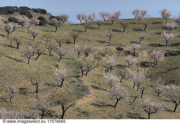 Blühende Mandelbaumplantage an Berghang  mehrere Mandelbäume in Blüte  blühende Mandelbäume  La Losilla  Vélez-Rubio  Almería  Andalucía  Spanien  España  Europa