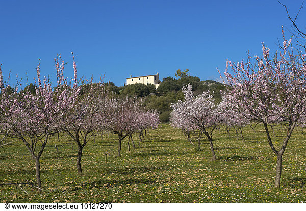 Blühende Mandelbaumplantage bei Alaro  Tramuntana auf Mallorca  Balearen  Spanien  Europa