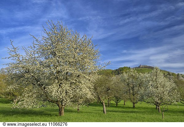 Blühende Obstbäume,  hinten Burg Teck,  Biosphärengebiet Schwäbische Alb,  Baden-Württemberg,  Deutschland,  Europa