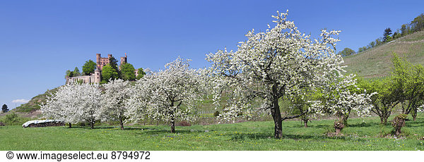 Blühende Obstbäume  hinten Schloss Ortenberg  bei Offenburg  Schwarzwald  Baden-Württemberg  Deutschland