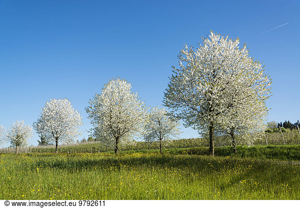 Blühende Obstbäume im Frühling  Lindau am Bodensee  Bodenseeregion  Bayern  Deutschland  Europa