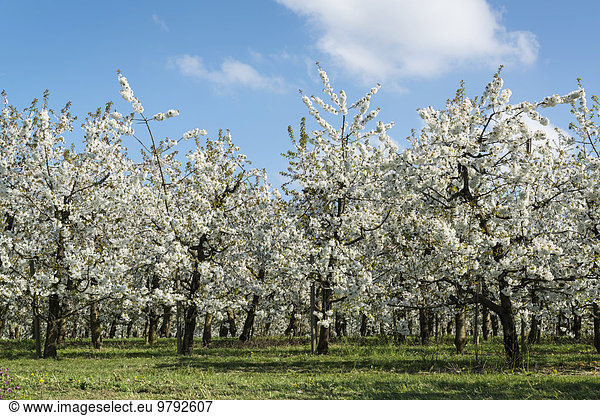 Blühende Obstbäume im Frühling  Meckenbeuren  Bodenseeregion  Baden-Württemberg  Deutschland  Europa