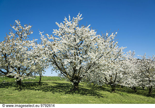 Blühende Obstbäume im Frühling Nitzenweiler Bodenseeregion Baden-Württemberg Deutschland Europa