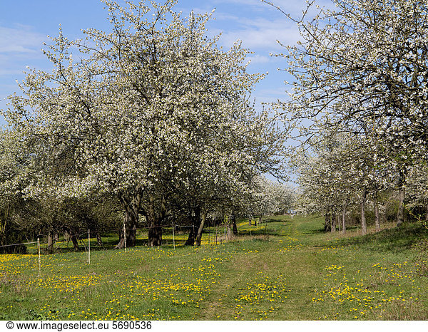 Blühende Obstbäume in Streuobstwiese Mühlberg Thüringen Deutschland Europa ÖffentlicherGrund
