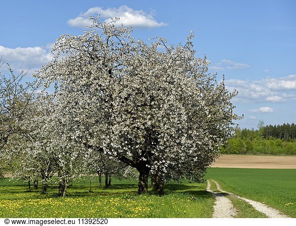 Blühende Obstbäume  Seidmar  bei Leutenbach  Oberfranken  Franken  Bayern  Deutschland  Europa