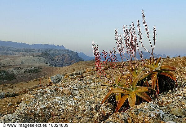 Blühende Perry's Aloe (Aloe perryi)  wächst im Wüstengebirge  Sokotra  Jemen  März  Asien