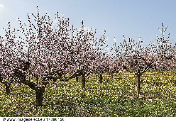 Blühende Pfirsich-Plantage  Pfirsichbaum (Prunus persica)  Südpfalz  Rheinland-Pfalz  Deutschland  Europa