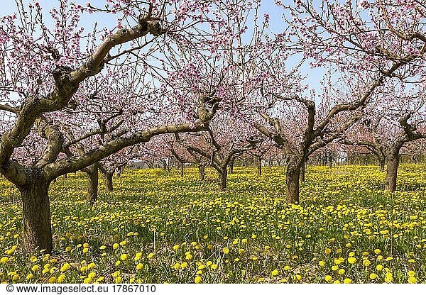 Blühende Pfirsich-Plantage  Pfirsichbaum (Prunus persica)  Südpfalz  Rheinland-Pfalz  Deutschland  Europa