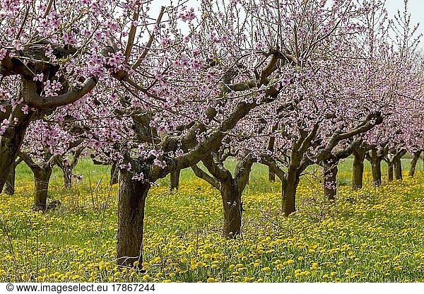 Blühende Pfirsich-Plantage  Pfirsichbaum (Prunus persica)  Südpfalz  Rheinland-Pfalz  Deutschland  Europa