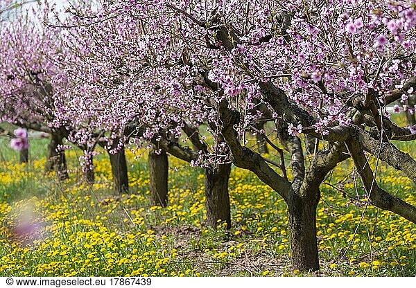 Blühende Pfirsich-Plantage  Pfirsichbaum (Prunus persica)  Südpfalz  Rheinland-Pfalz  Deutschland  Europa