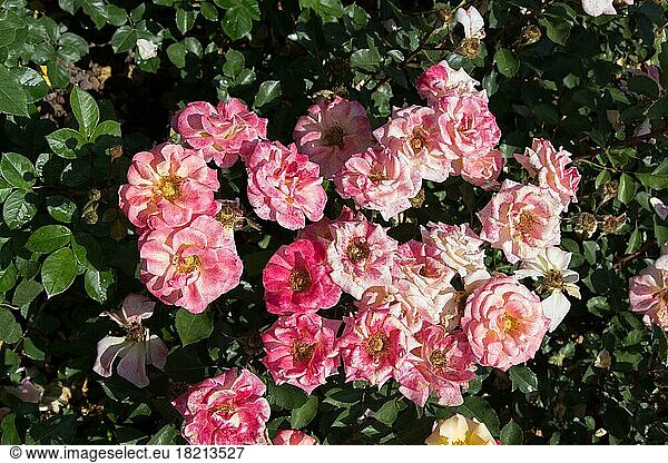 Blühende schöne bunte Rosen als floralen Hintergrund