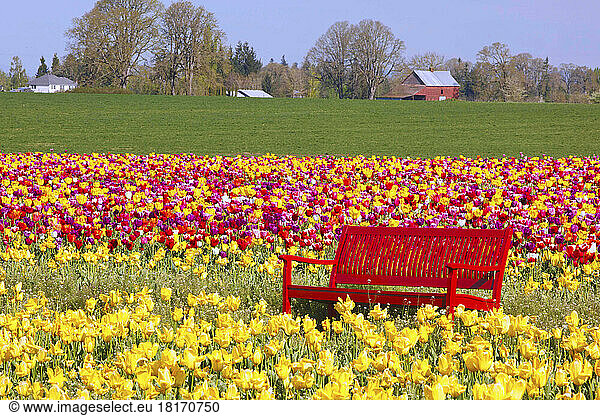 Blühende Tulpen und eine Bank auf der Wooden Shoe Tulip Farm; Woodburn  Oregon  Vereinigte Staaten von Amerika