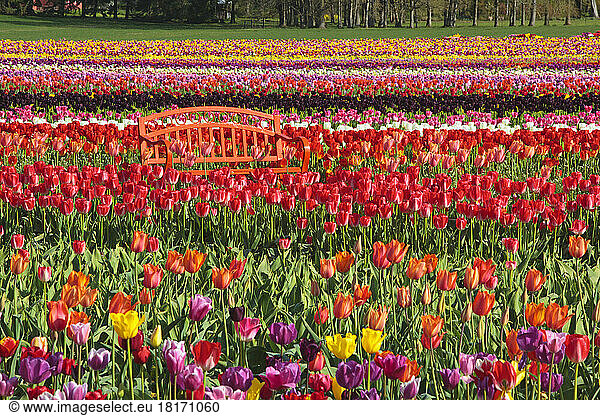 Blühende Tulpen und eine Bank auf der Wooden Shoe Tulip Farm; Woodburn  Oregon  Vereinigte Staaten von Amerika