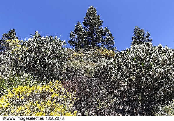 Blühende Vegetation  blühender Ginster (Genista)  Kanarische Kiefern (Pinus canariensis)  Natternkopf (Echium giganteum oder Echium decais) unterhalb des Roque Nublo  Gran Canaria  Kanarische Inseln  Spanien  Europa