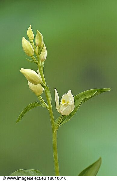 Blühende weiße Helleborine (Cephalanthera damasonium)  Italien  Juni  Europa