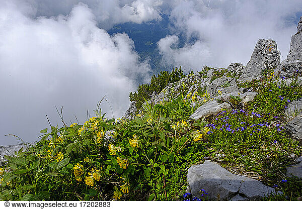 Blühende Wildblumen auf dem Berggipfel
