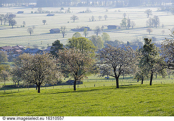 Blühende Wildkirschen (Prunus avium) im Frühling