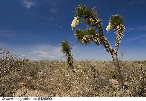 Blühende Yuccas (Yucca queretaroensis)  bei Vallecillo  Nuevo Leon  Mexiko