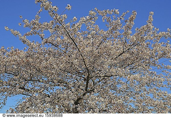 Blühende Zierkirsche (Prunus serrulata)  Brandenburg  Deutschland  Europa