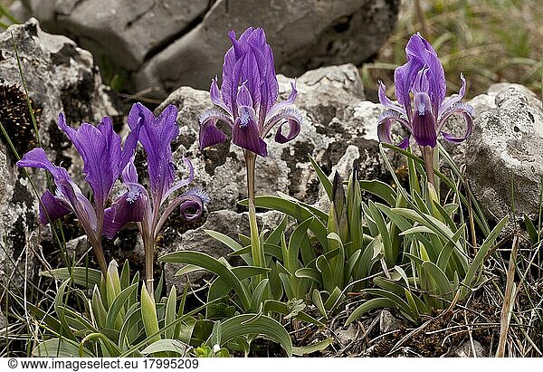 Blühende Zwergschwertlilie (Iris attica)  Berg Parnassus  Griechenland  April  Europa