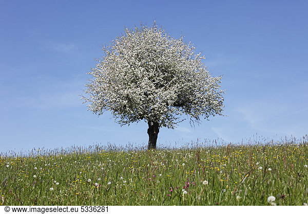 Blühender Apfelbaum (Malus) auf Wiese,  Oberstaufen,  Allgäu,  Schwaben,  Bayern,  Deutschland,  Europa