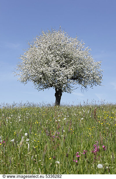 Blühender Apfelbaum (Malus) auf Wiese, Oberstaufen, Allgäu, Schwaben, Bayern, Deutschland, Europa