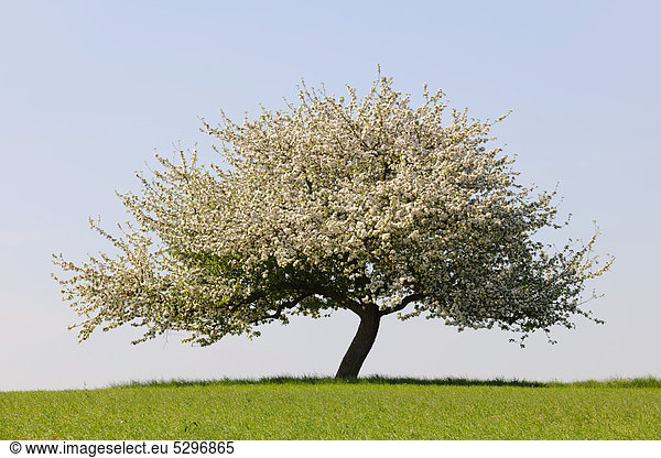 Bl¸hender Apfelbaum auf einem Feld  Unterfranken  Bayern  Deutschland  Europa