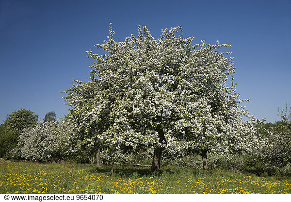 Blühender Apfelbaum auf einer Streuobstwiese  Sachsen  Deutschland  Europa